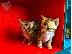 PoulaTo: Bengal kitten